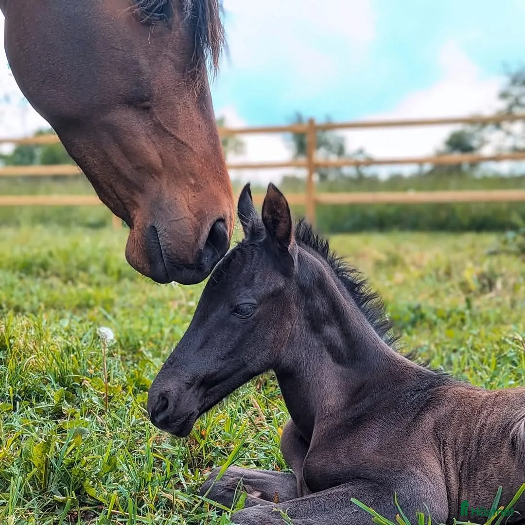  stallplats finnes: 1 ledig plats på underbar lösdrift  i Hörby - Annons 11