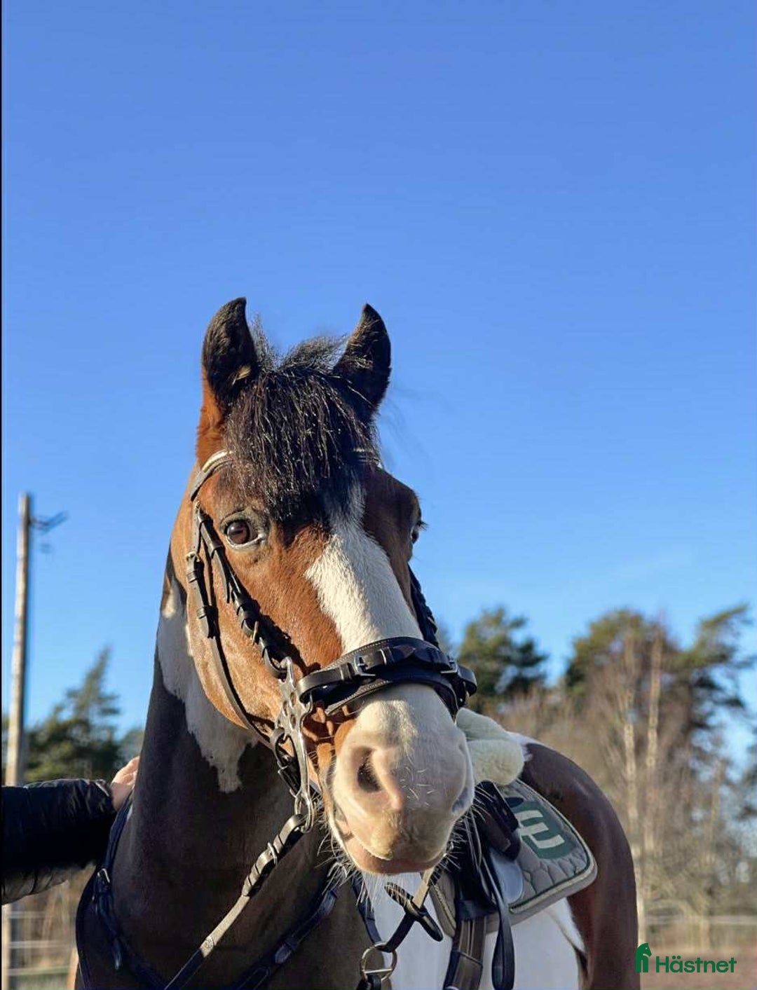 Hoppning hästar till salu: Oslipad diamant för de högre klasserna  i Gränna - Annons 2
