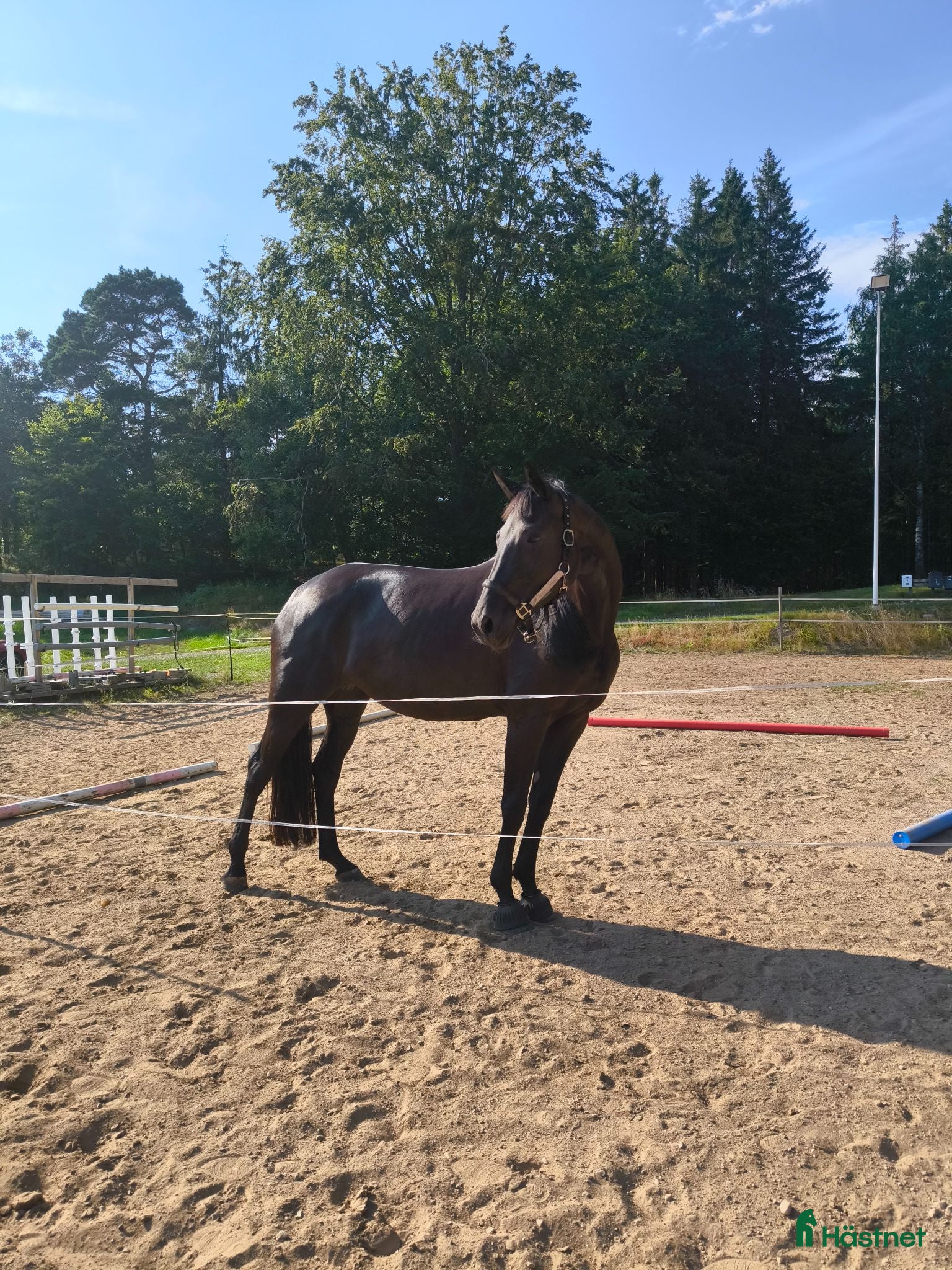  foderhäst Svart dressyrsto - Annons 5