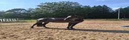  foderhäst finnes: Svart dressyrsto - Annons 1