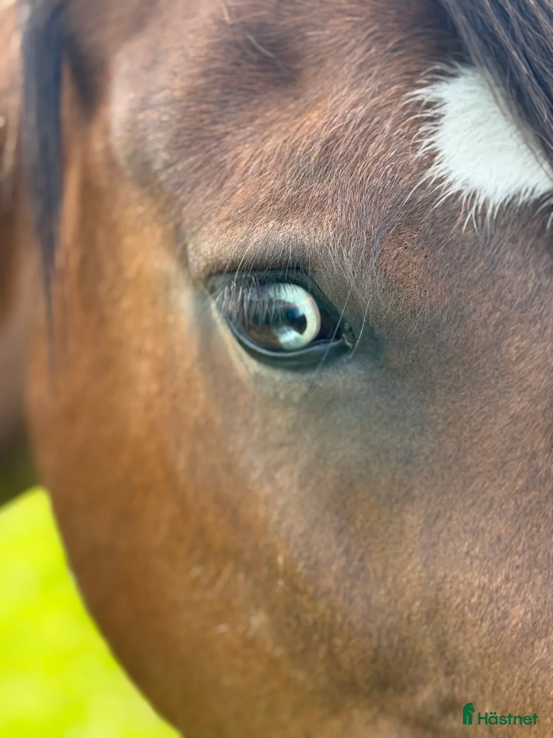 Allround hästar till salu: Loke ❤️ i Kungsbacka - Annons 5