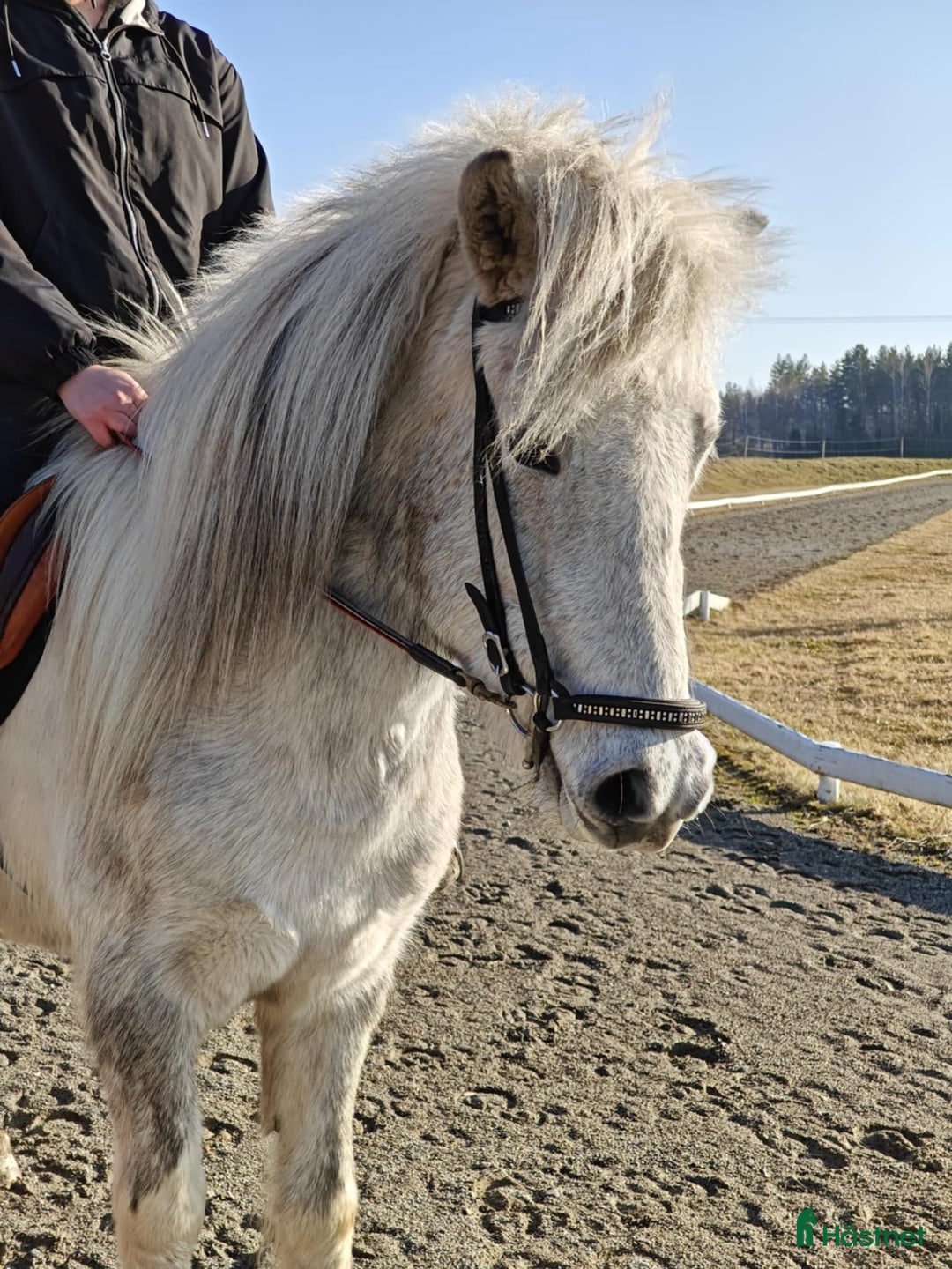 Island hästar till salu: Jara Från Jakobdalsgård i Riddarhyttan - Annons 8