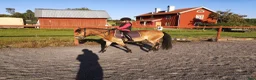 Allround hästar till salu: Russet Raggis  - Annons 4
