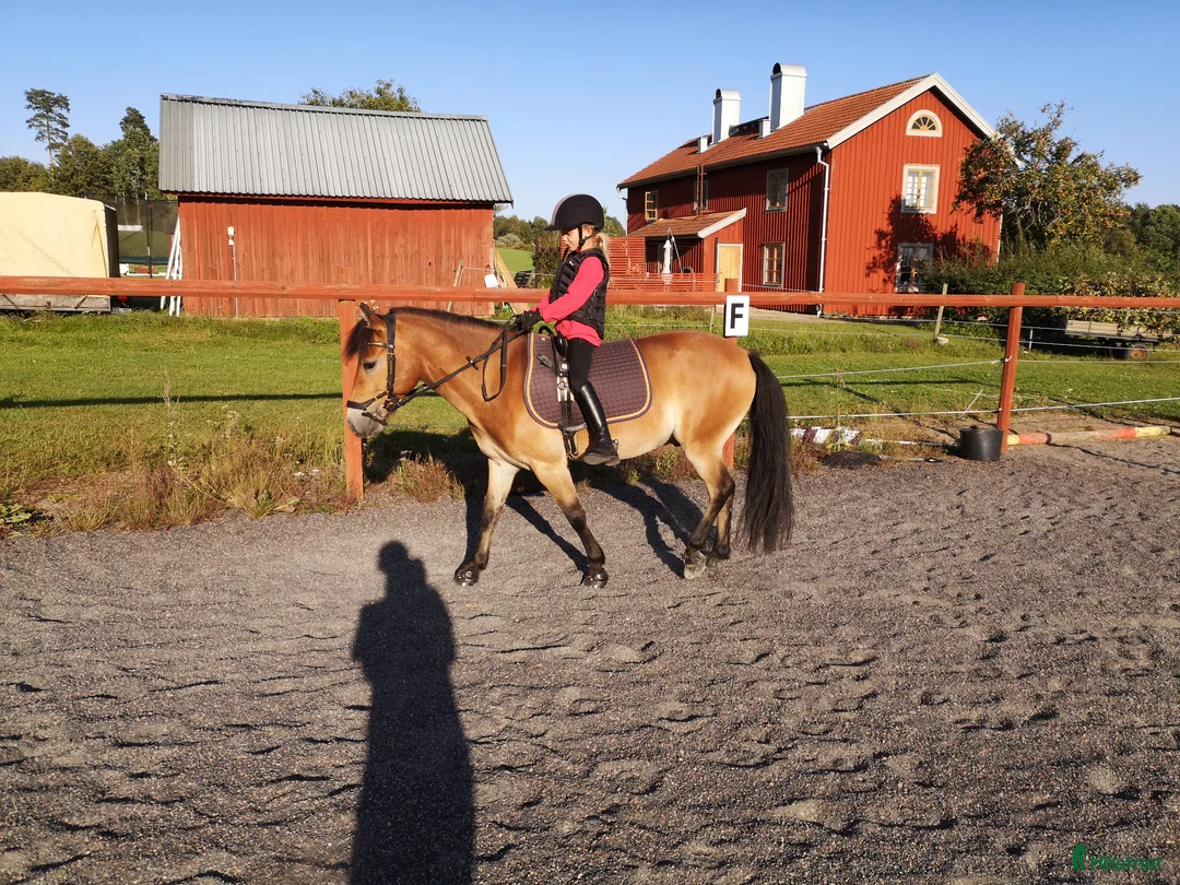 Allround hästar till salu: Russet Raggis  - Annons 4