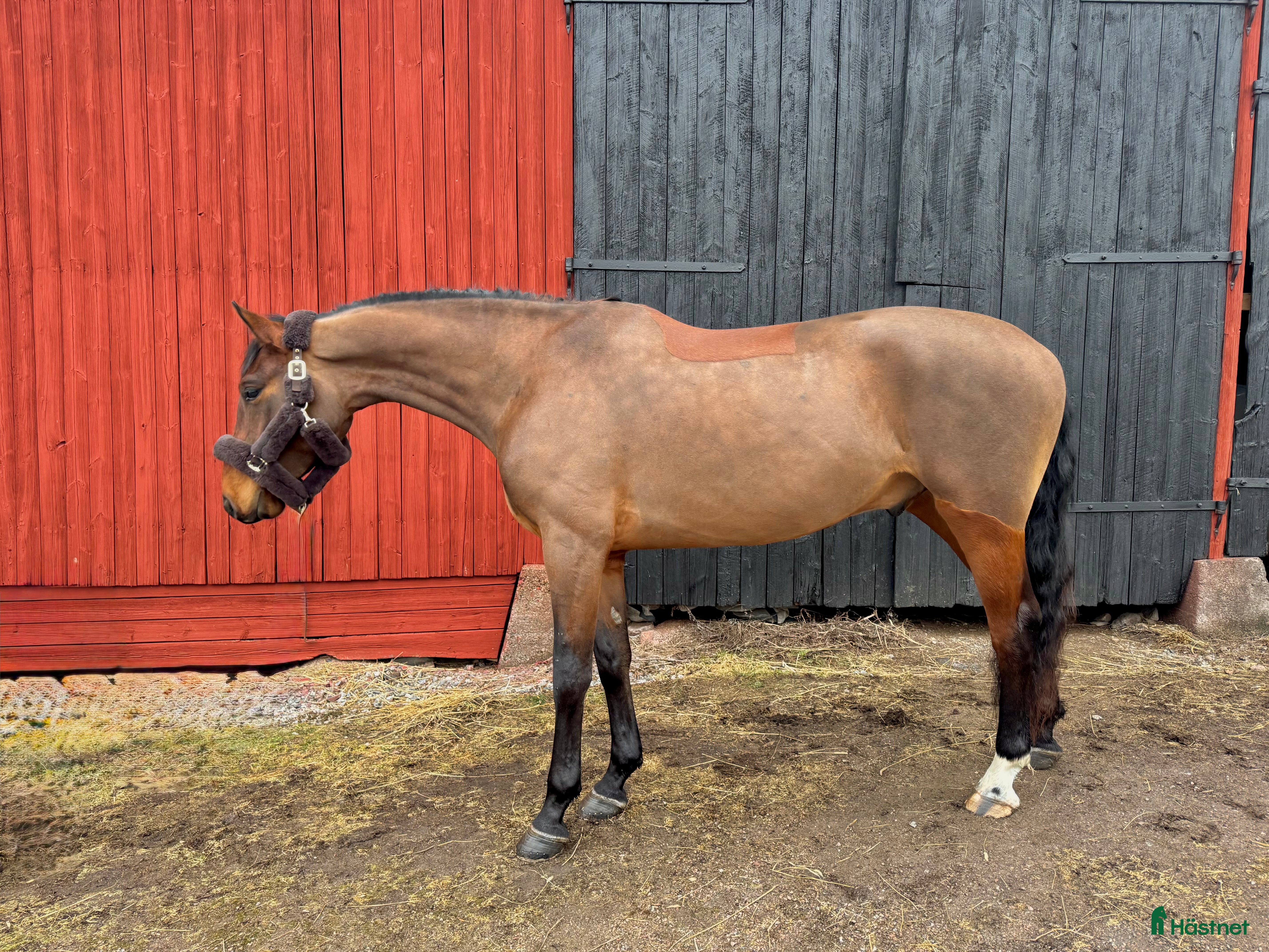  hästar Häst för alla dicipliner!  - Annons 3