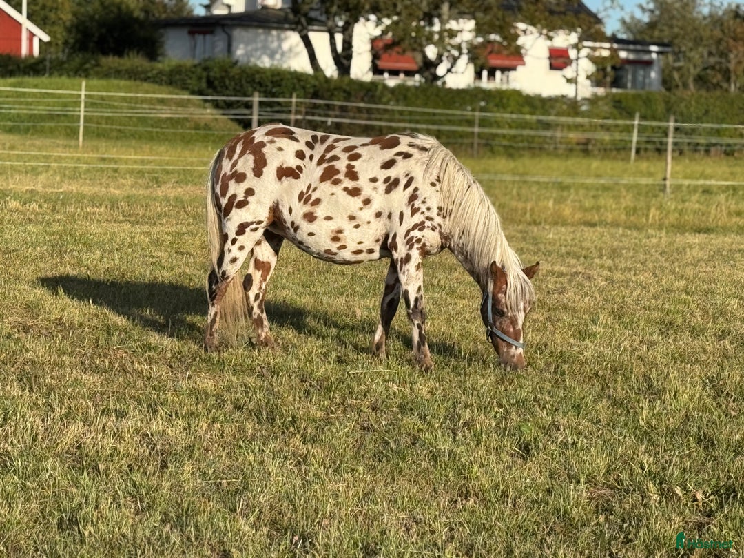 hästservice finnes: Julklappstips! Ridläger sommaren 2026 i Lidköping - Annons 23