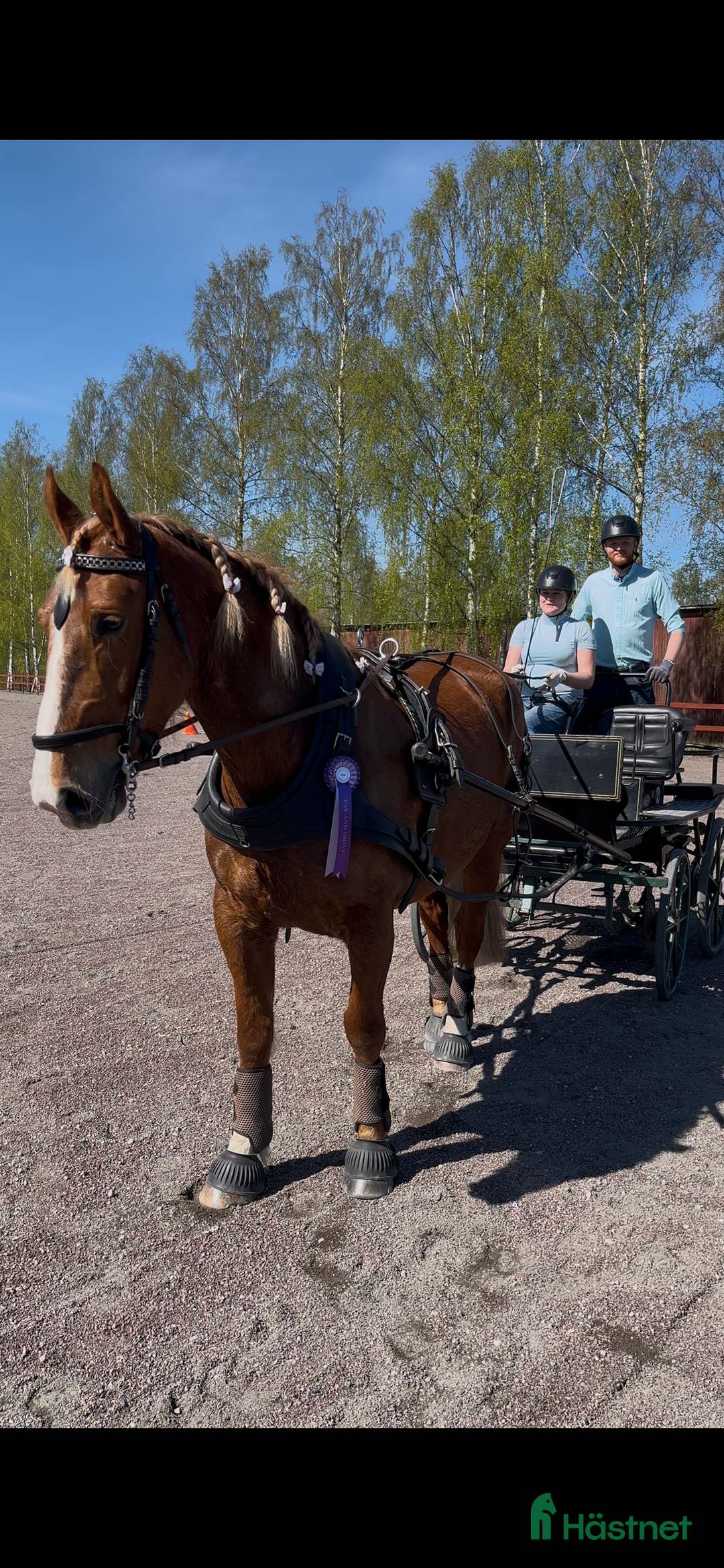 Körvagnar körning till salu: Maratonvagn storhäst i Västra Ämtervik - Annons 21