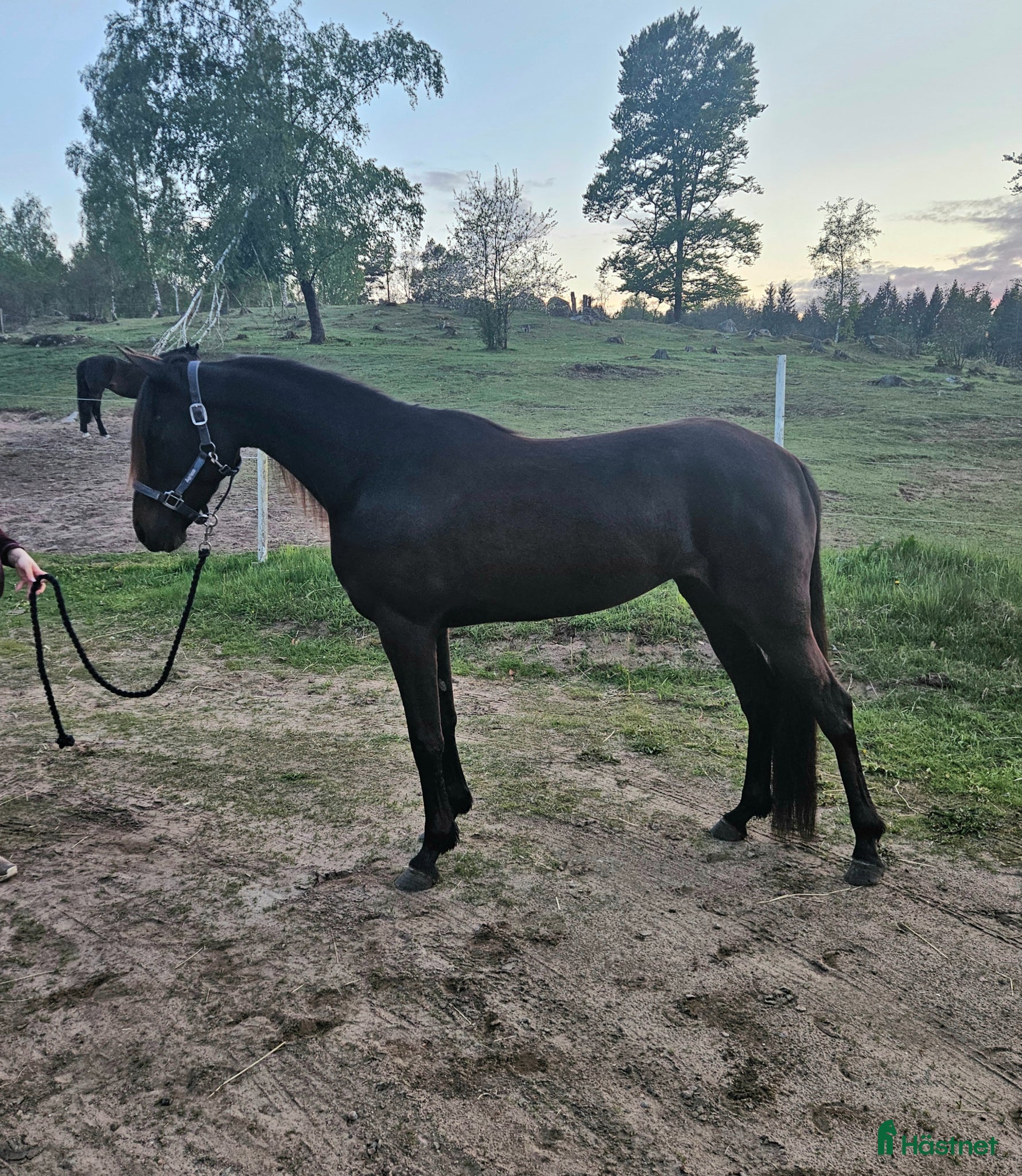  hästar Starthäst till salu/leasas - Annons 1