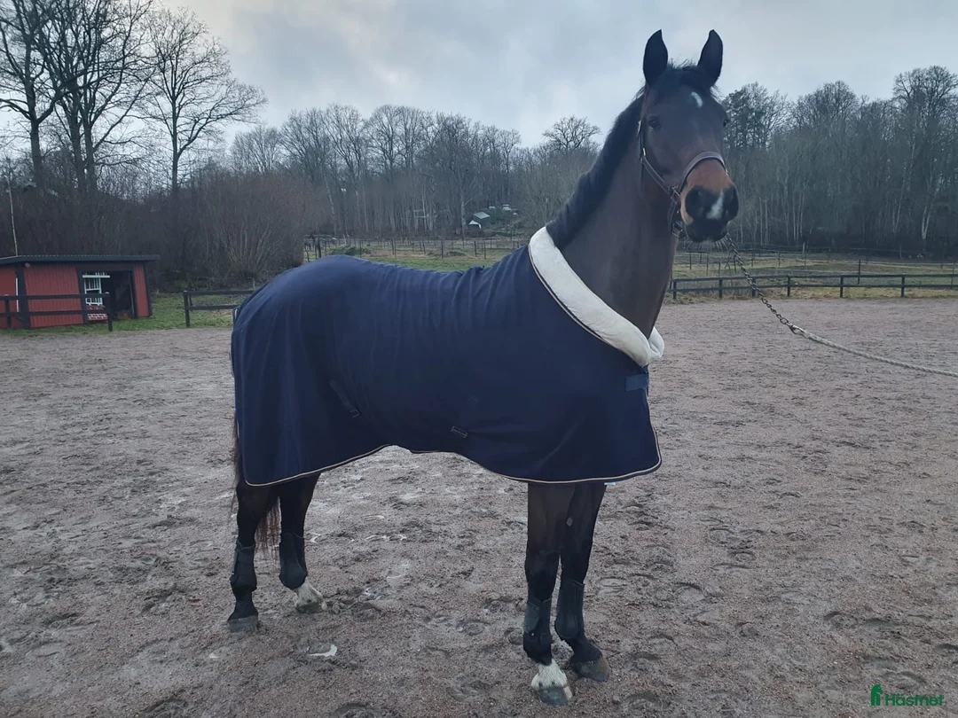 Dressyr hästar till salu: Sto med massor av kapacitet - Annons 2