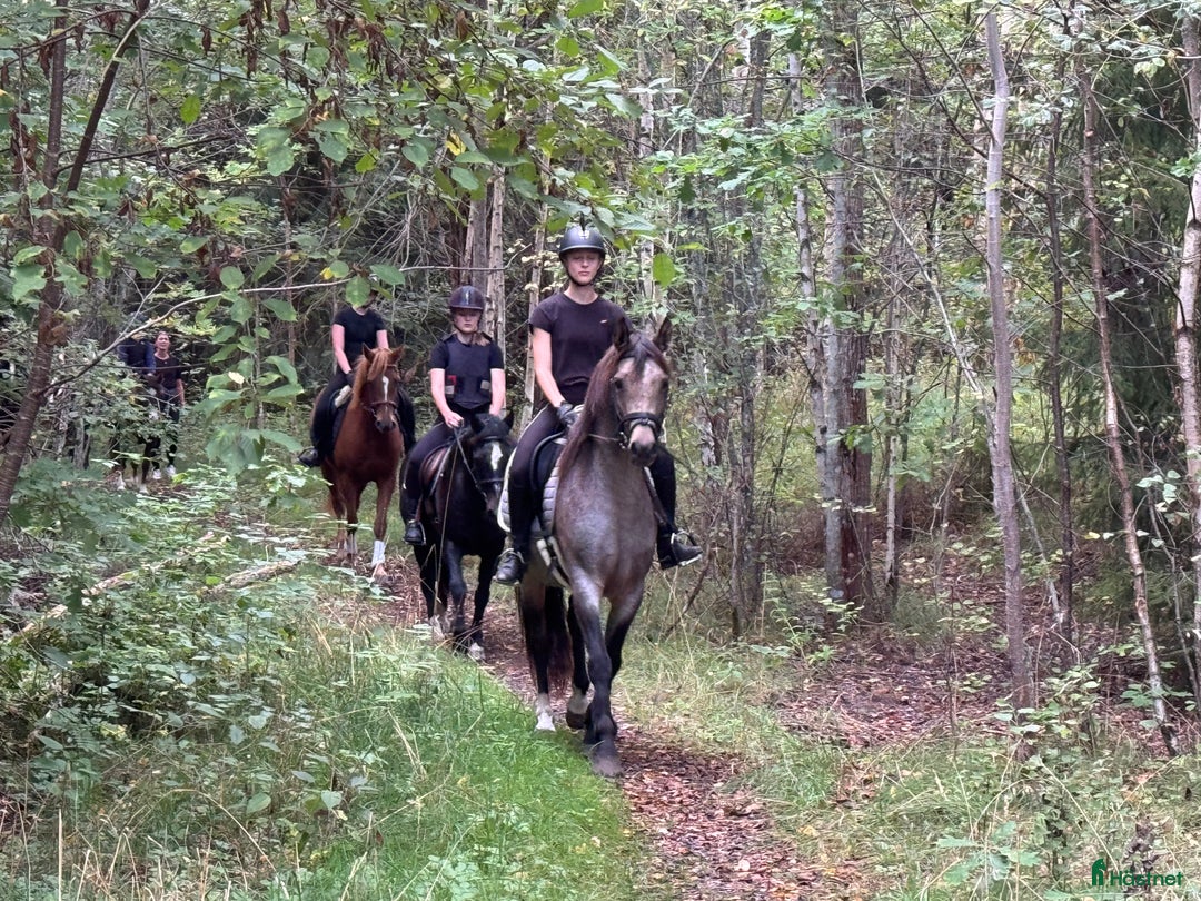  hästservice finnes: Julklappstips! Ridläger sommaren 2026 i Lidköping - Annons 3