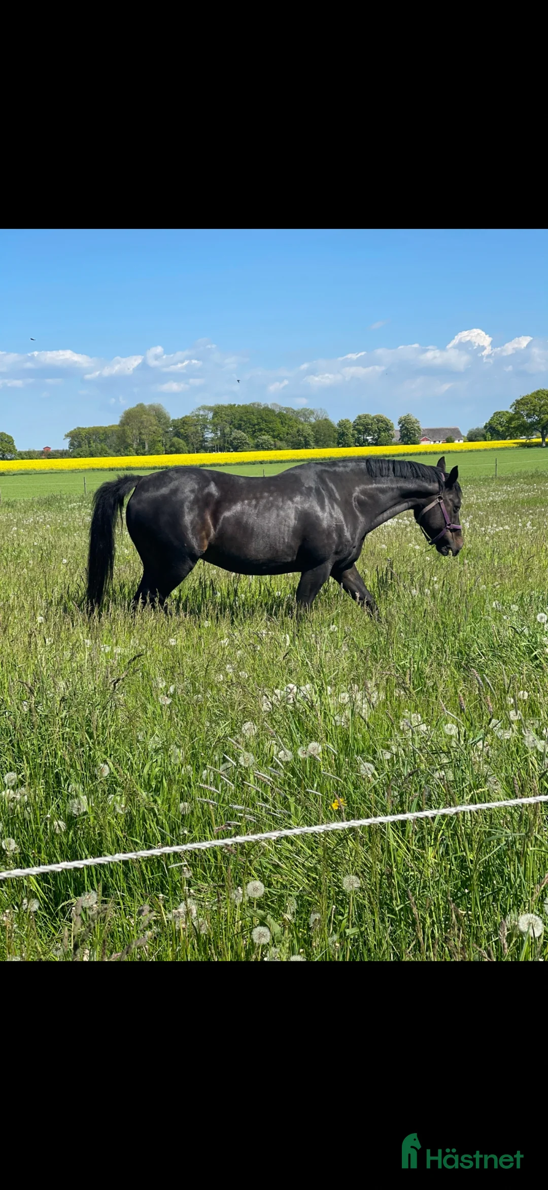 Allround hästar till salu: Trevligt sto  - Annons 2