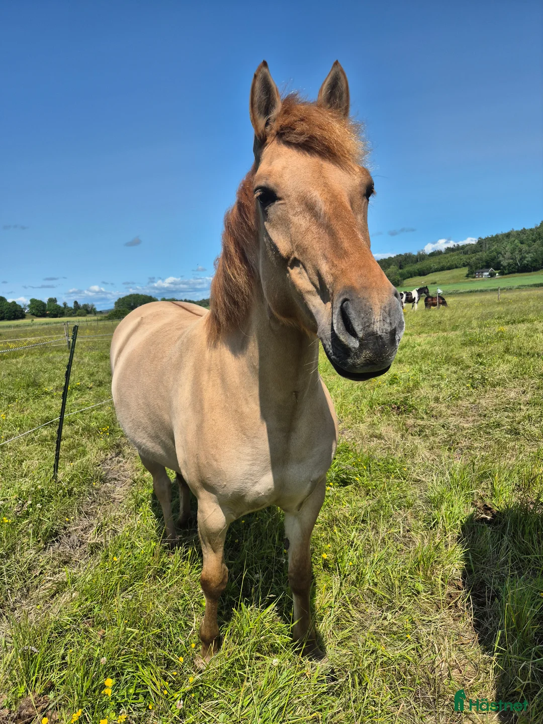 Allround hästar till salu: Hammarby Tepla - Annons 2