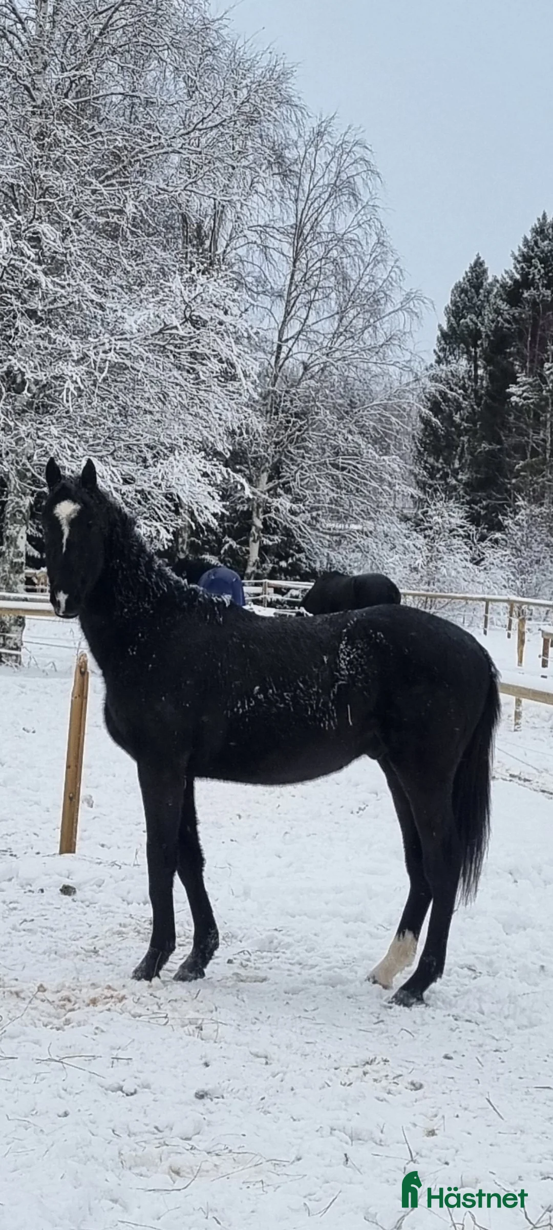 Dressyr hästar till salu: 2 åring - Annons 3