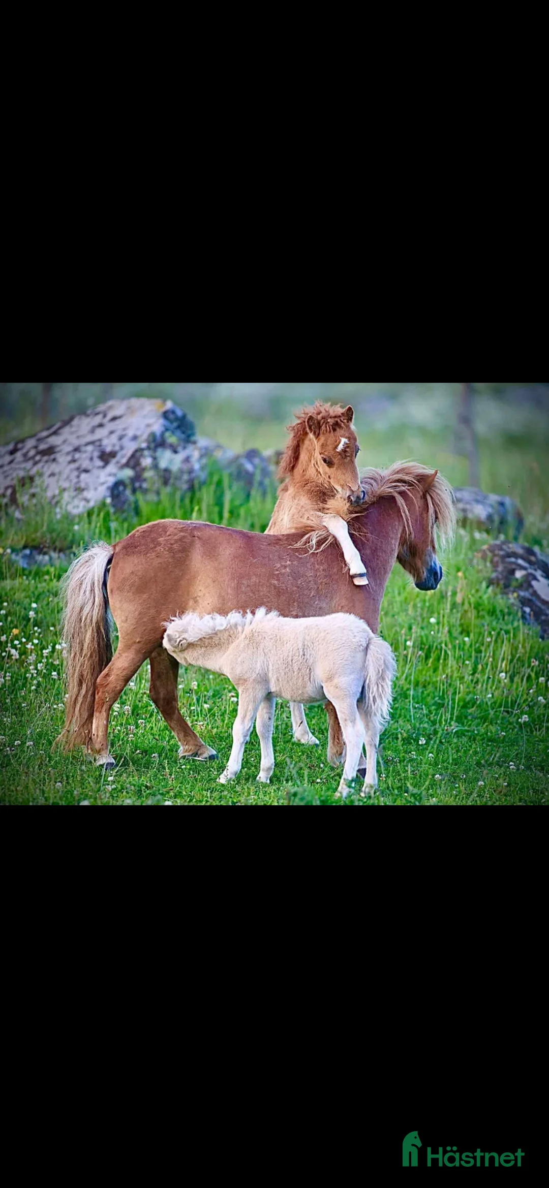 Övrigt hästar till salu: Minishetland hingst  - Annons 8