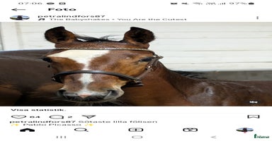  hästar i Kusmark - Annons 10