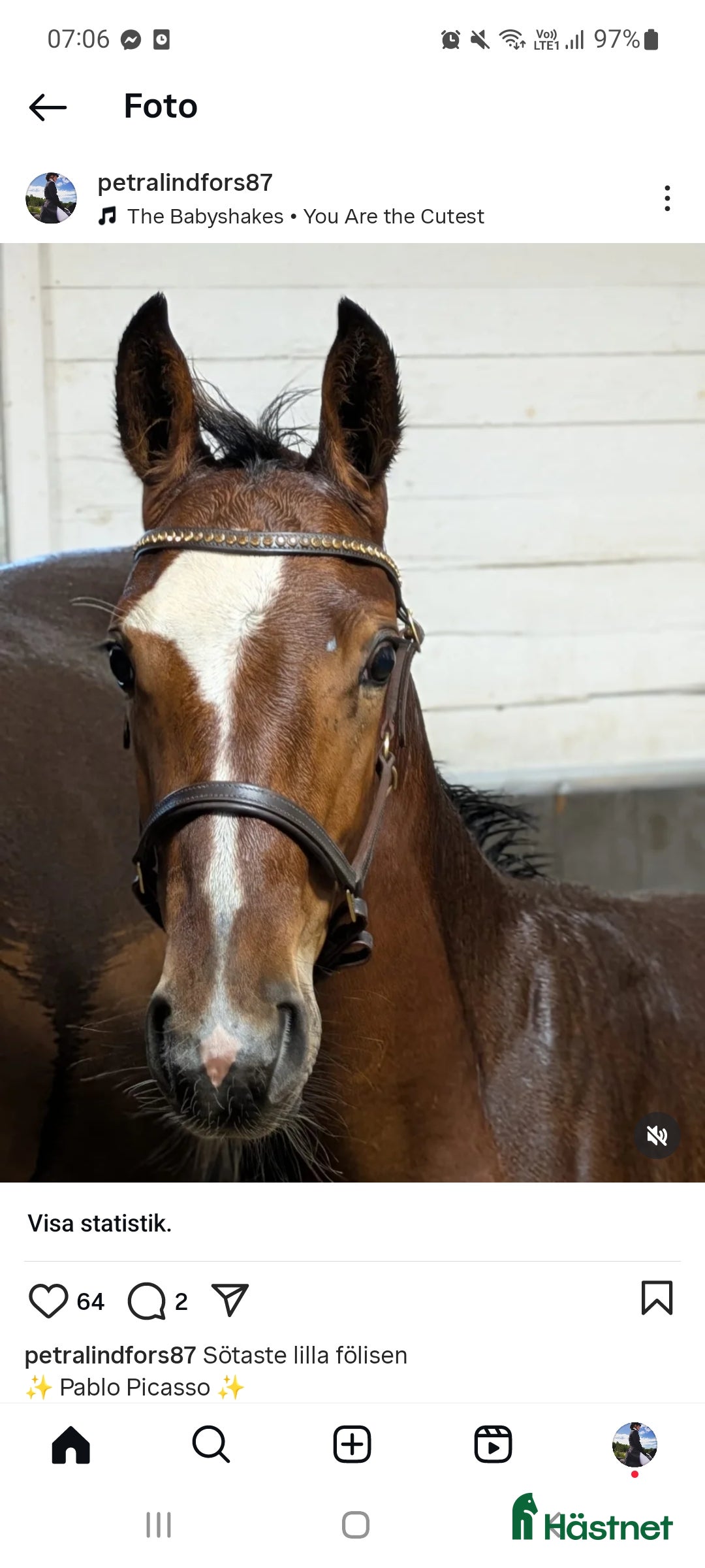 Dressyr hästar till salu: Magiskt snäll fölunge i Kusmark - Annons 2