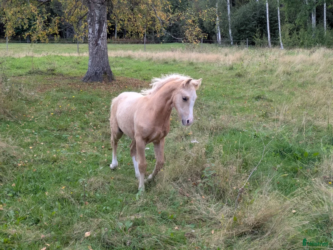 Allround hästar till salu: Vacker Lovande Kille . - Annons 9