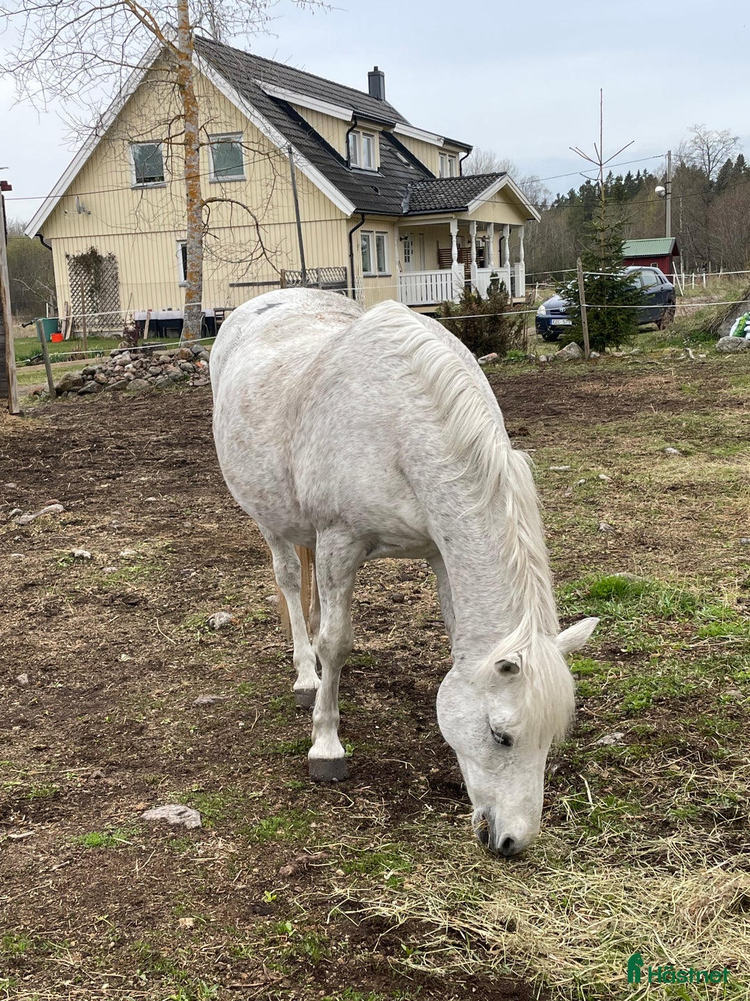 Allround hästar sökes: Söker kompis  i Sundsvall - Annons 1