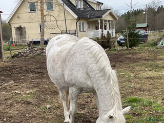 hästar Söker kompis i Sundsvall - Annons 8