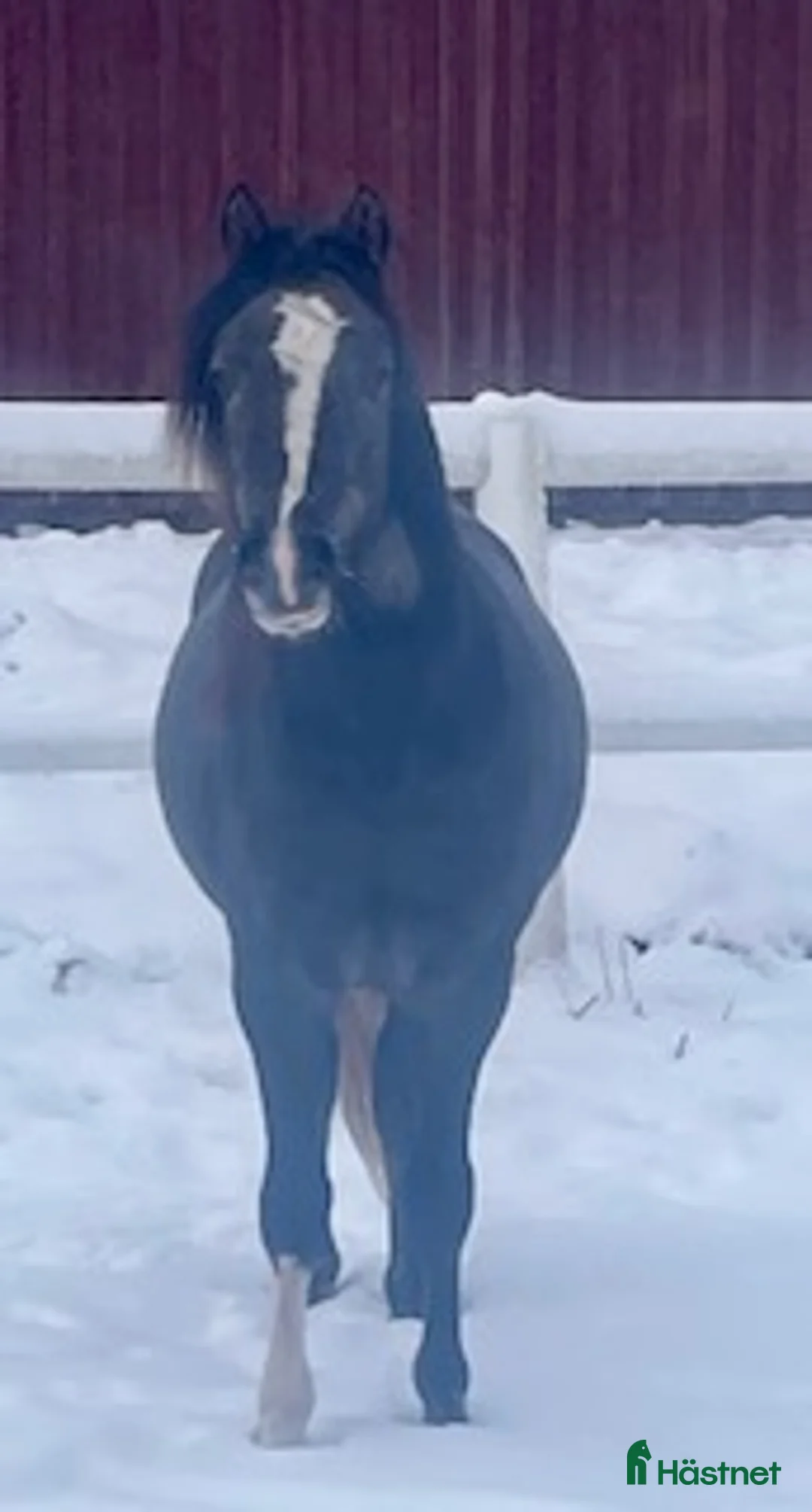 Allround hästar till salu: 🌟Framtida tävlingsponny🌟 - Annons 2