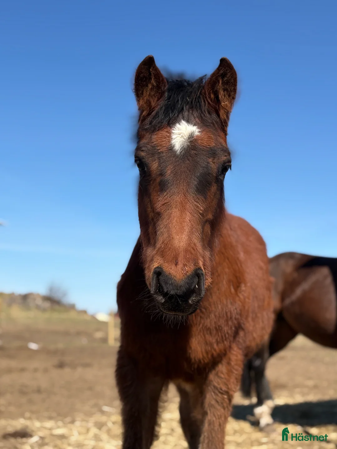 Allround hästar till salu: Trevlig framtida kompis till hobby eller tävling - Annons 1