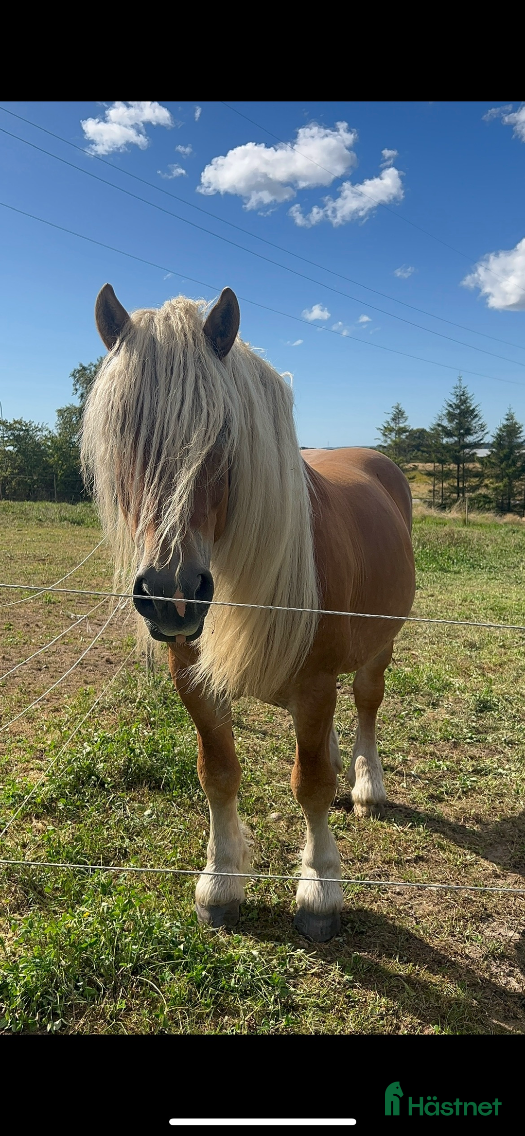 Allround hästar till salu: Två vackra hästar i Eldsberga - Annons 5