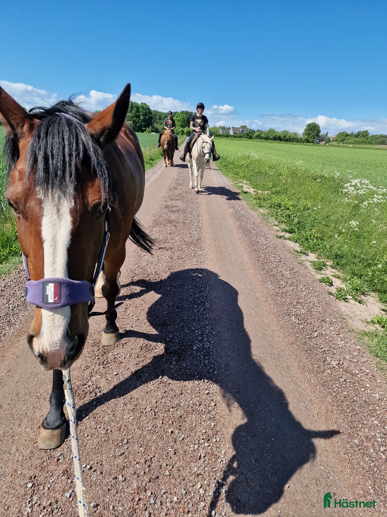  hästar Snäll och speciell – en riktig individ - Annons 2