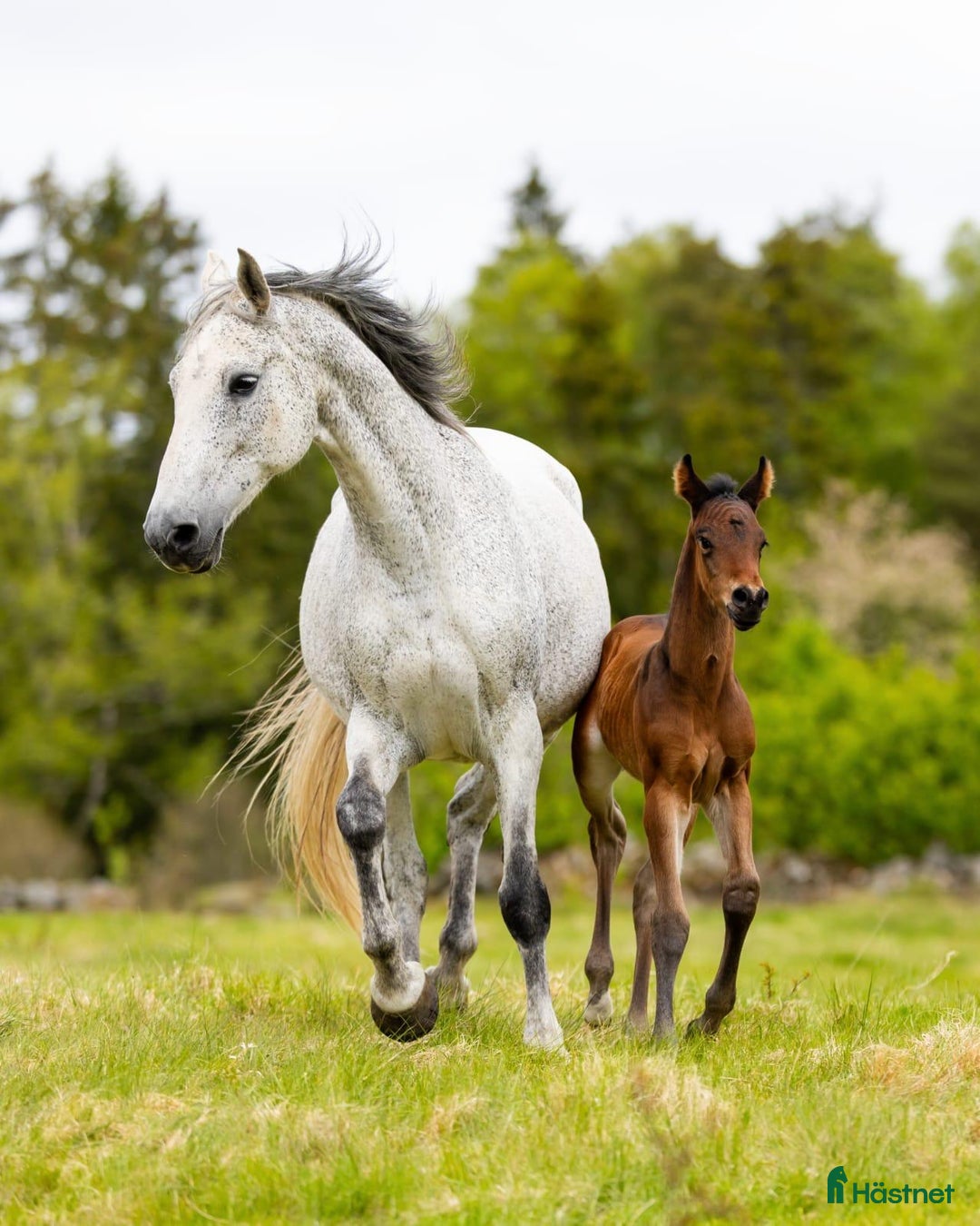 Hoppning hästar till salu: Fantastic Colt for Sale – by Hardrock Z x Indoctro i Ullared - Annons 5