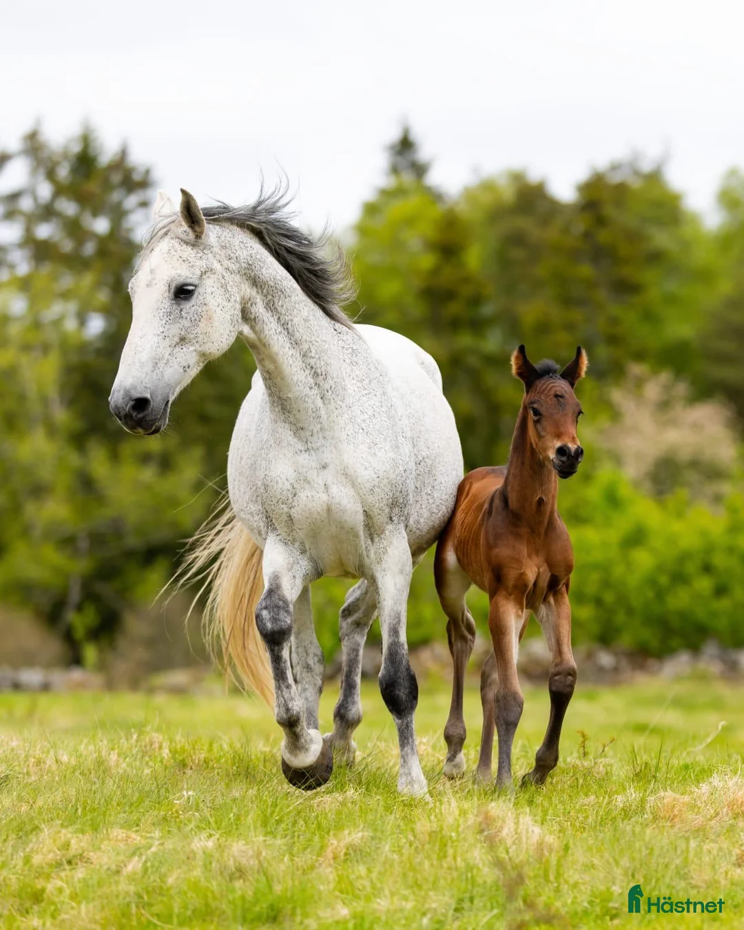 Hoppning hästar till salu: Fantastic Colt for Sale – by Hardrock Z x Indoctro i Ullared - Annons 5