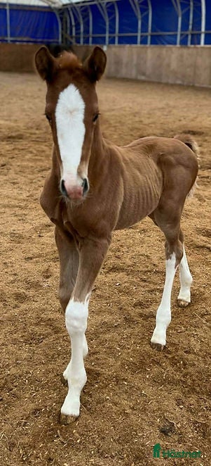  hästar Blickfångande fux i Stockholm - Annons 6