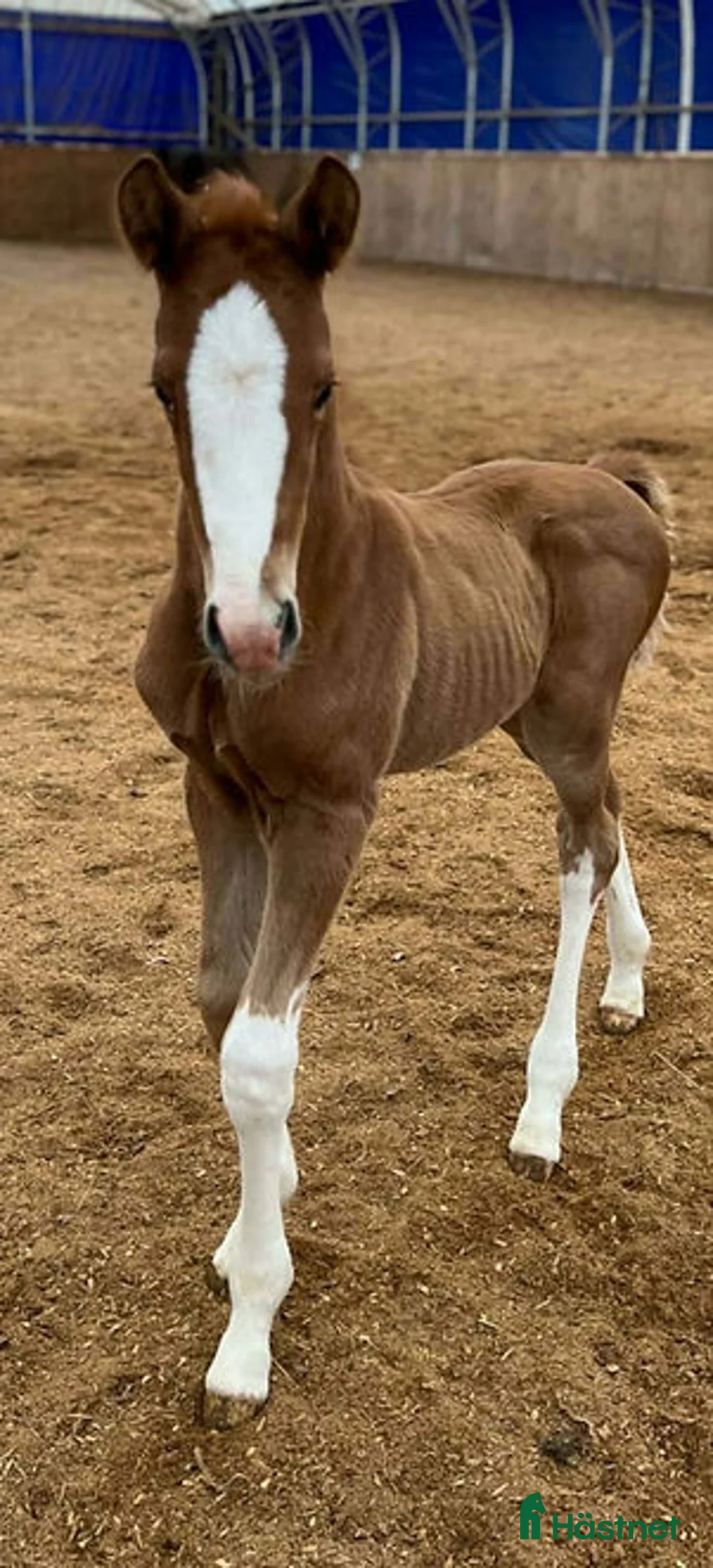 Allround hästar till salu: Blickfångande fux i Stockholm - Annons 1