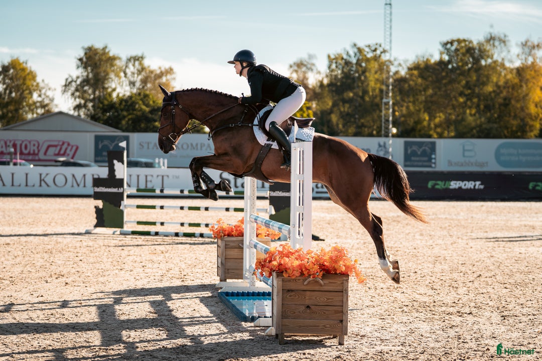 Hoppning hästar till salu: Härligt ridbar 4-åring. i Vikingstad - Annons 3