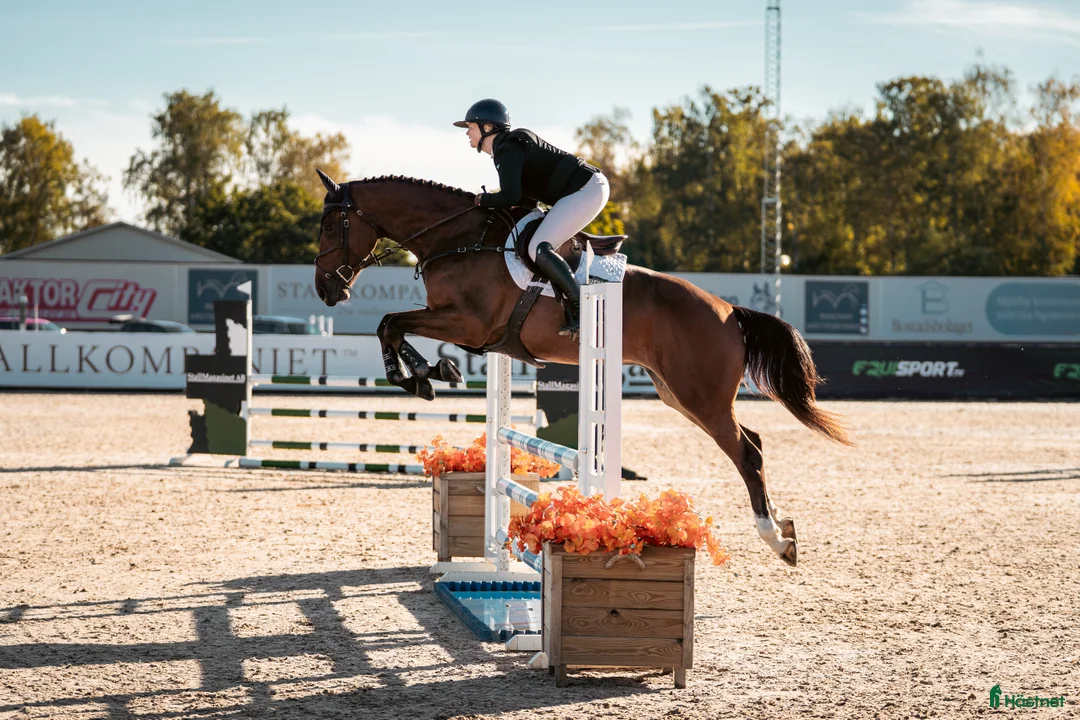 Hoppning hästar till salu: Härligt ridbar 4-åring. - Annons 3