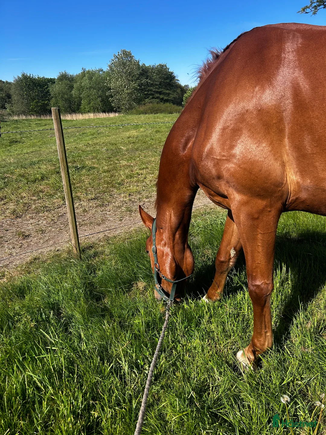 Galleribild {{count}}