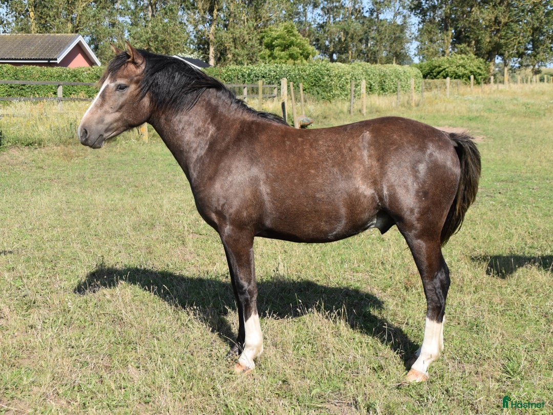 Hoppning hästar till salu: Kvalitetsponny med förärvningssäker stam, hoppning i Skivarp - Annons 6