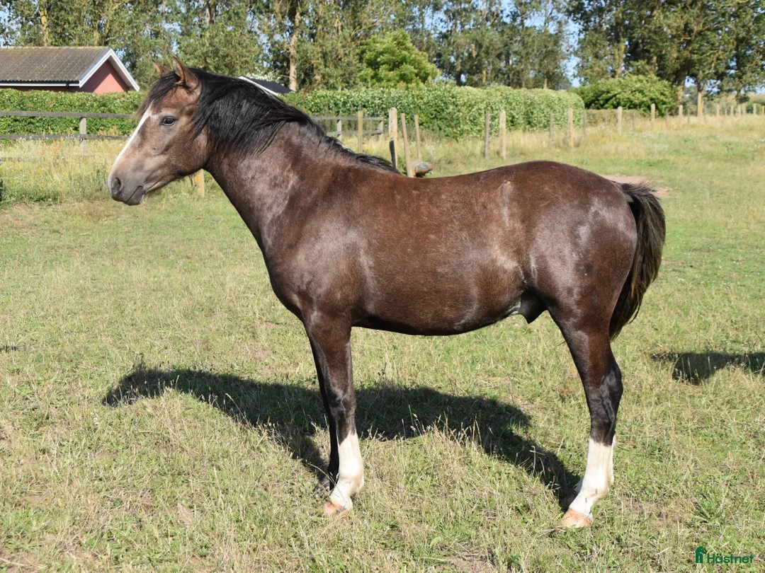 Hoppning hästar till salu: Kvalitetsponny med förärvningssäker stam, hoppning i Skivarp - Annons 6