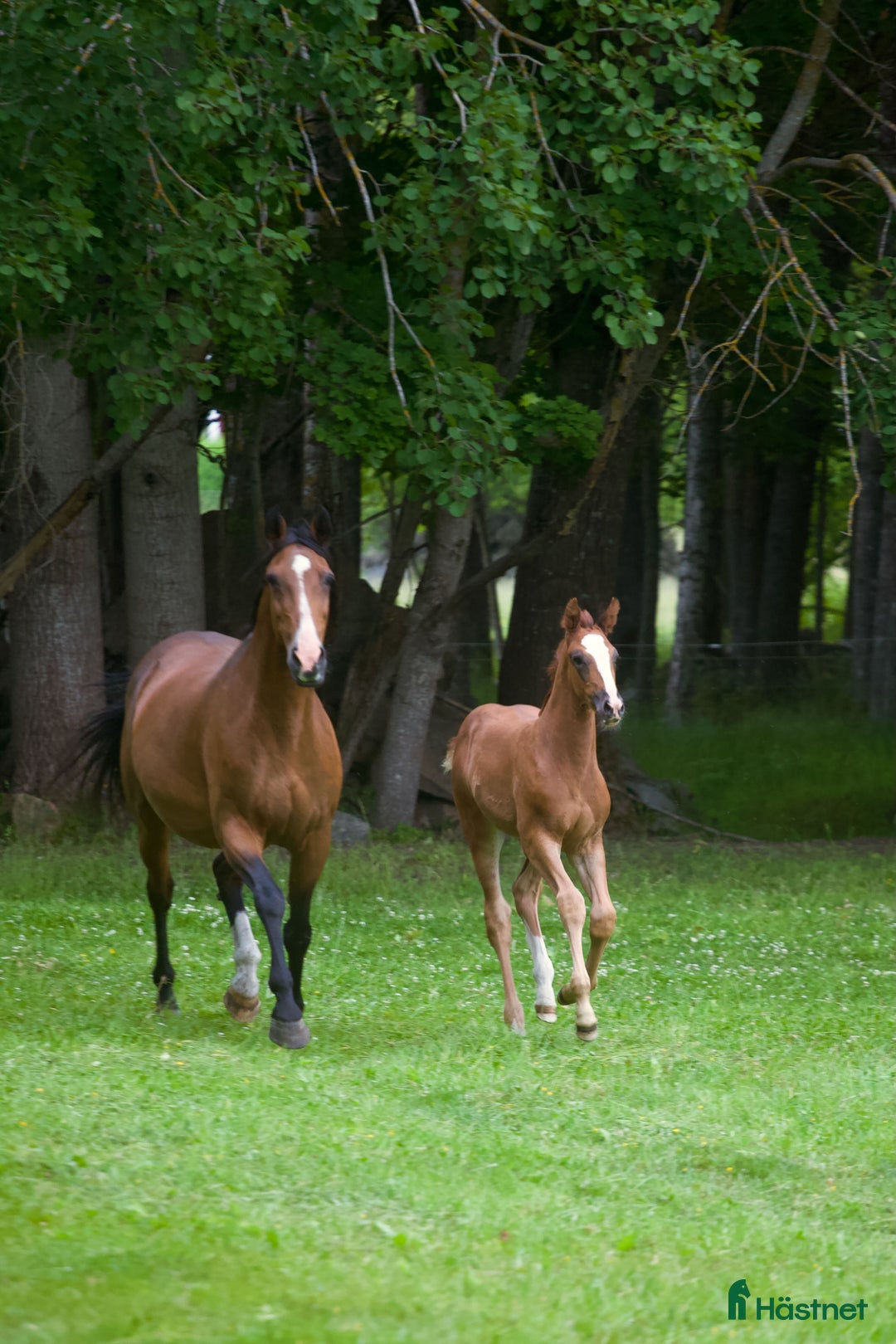 Hoppning hästar till salu: Hingstföl med utstrålning! i Odensbacken - Annons 2