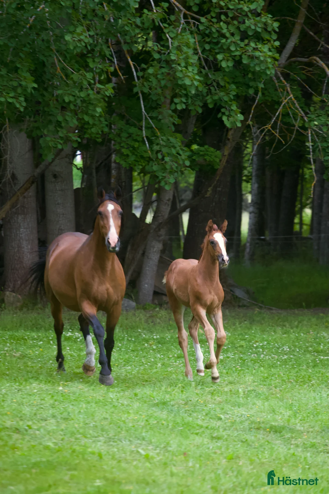 Hoppning hästar till salu: Åring e Janeiro de Bieville med utstrålning! - Annons 4
