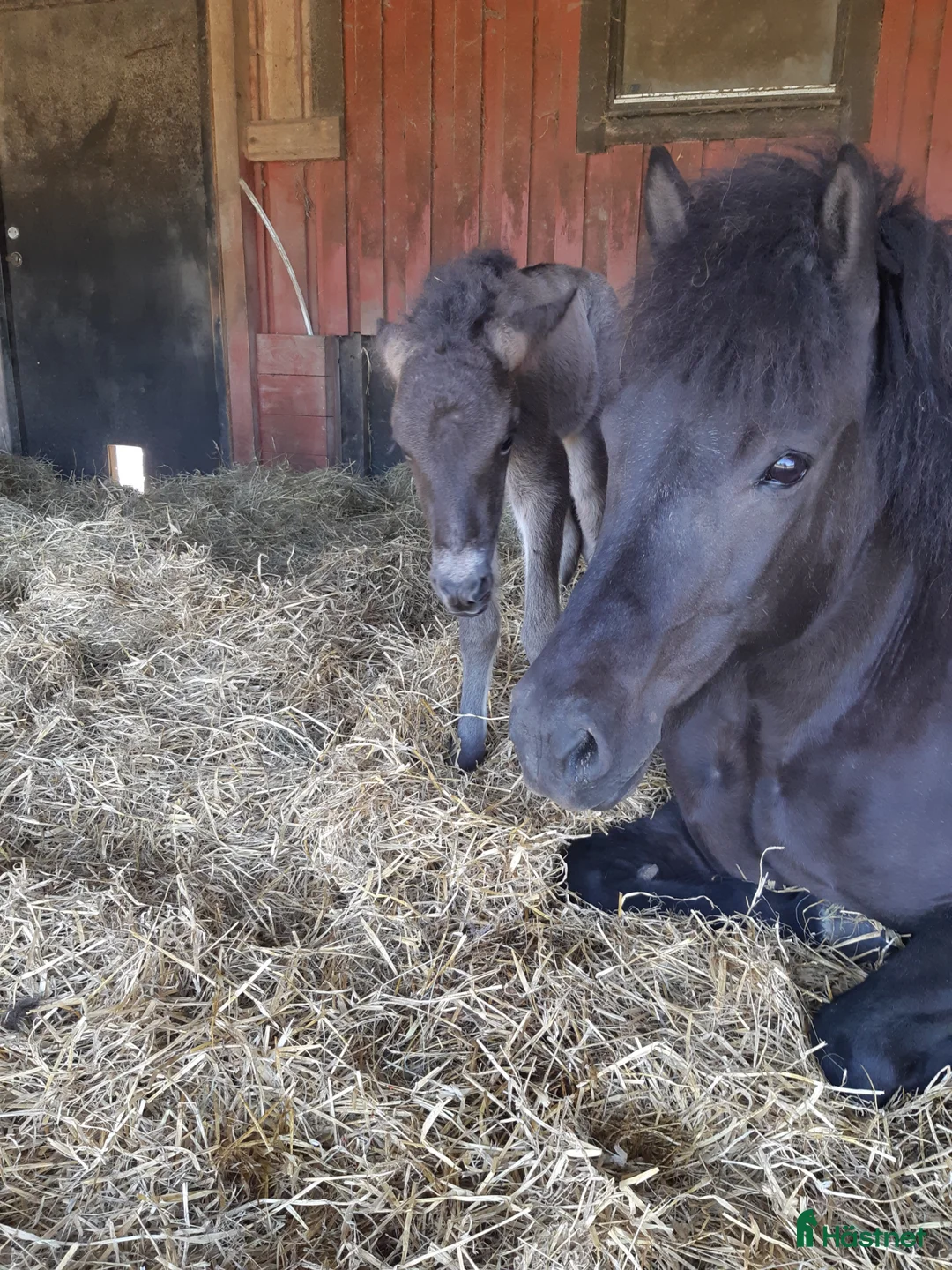 Island hästar till salu: Trevligt sto för avel eller ridning - Annons 2