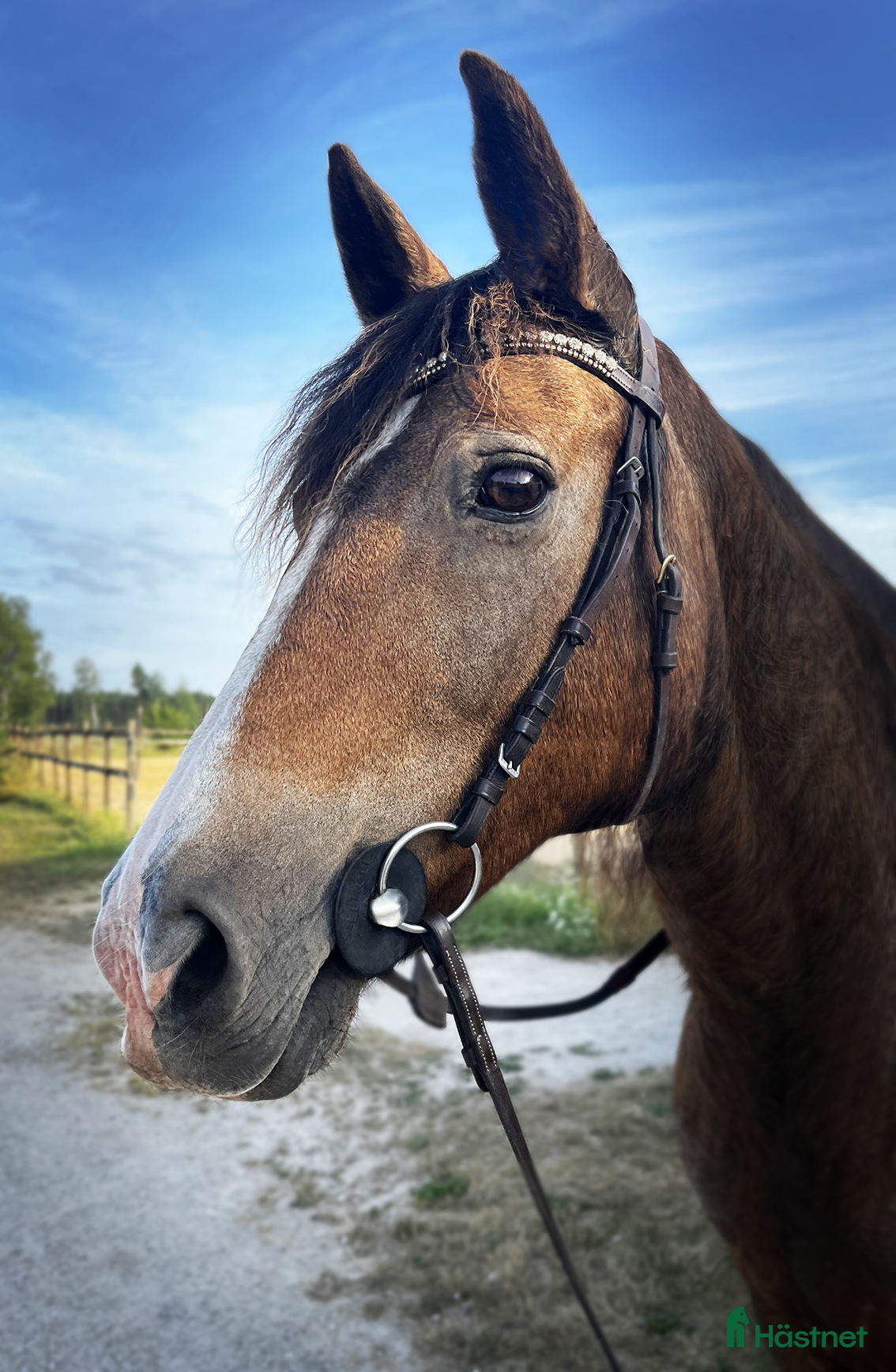  foderhäst Fodervärd sökes till C-ponny i Visby - Annons 12