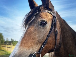 foderhäst Fodervärd sökes till C-ponny i Visby - Annons 19
