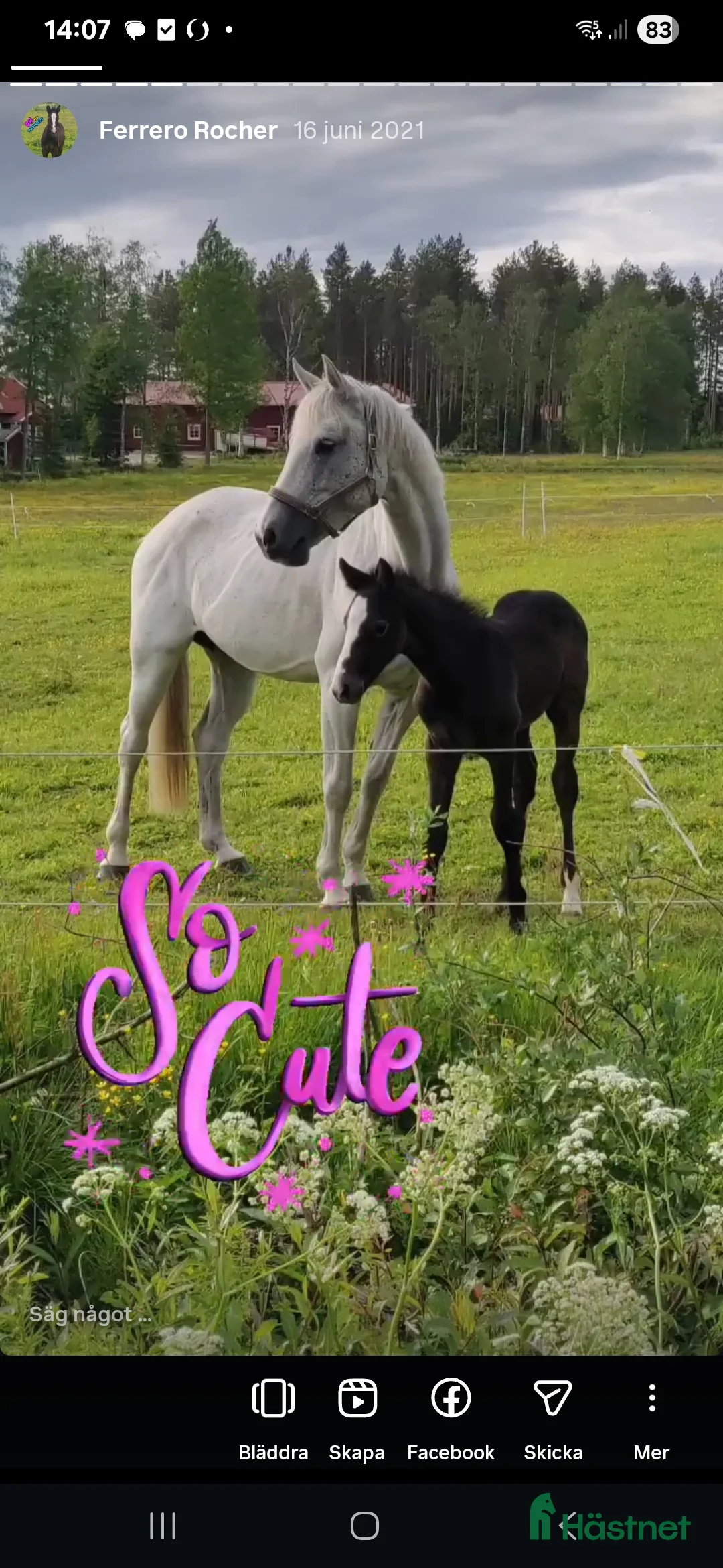 Hoppning hästar till salu: Välstammat Avelssto i Umeå - Annons 3