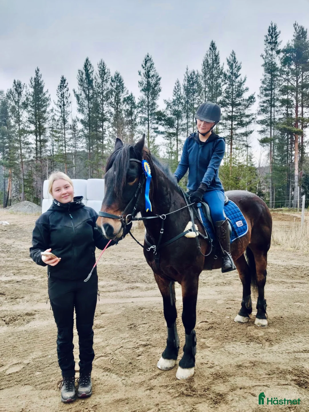 Allround hästar till salu: Lottmar  i Hammarstrand - Annons 2