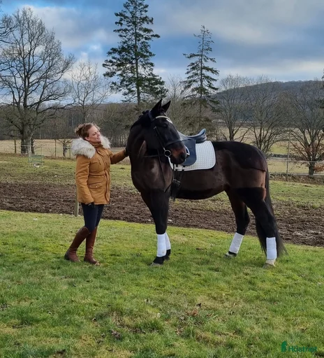 Galleribild {{count}}