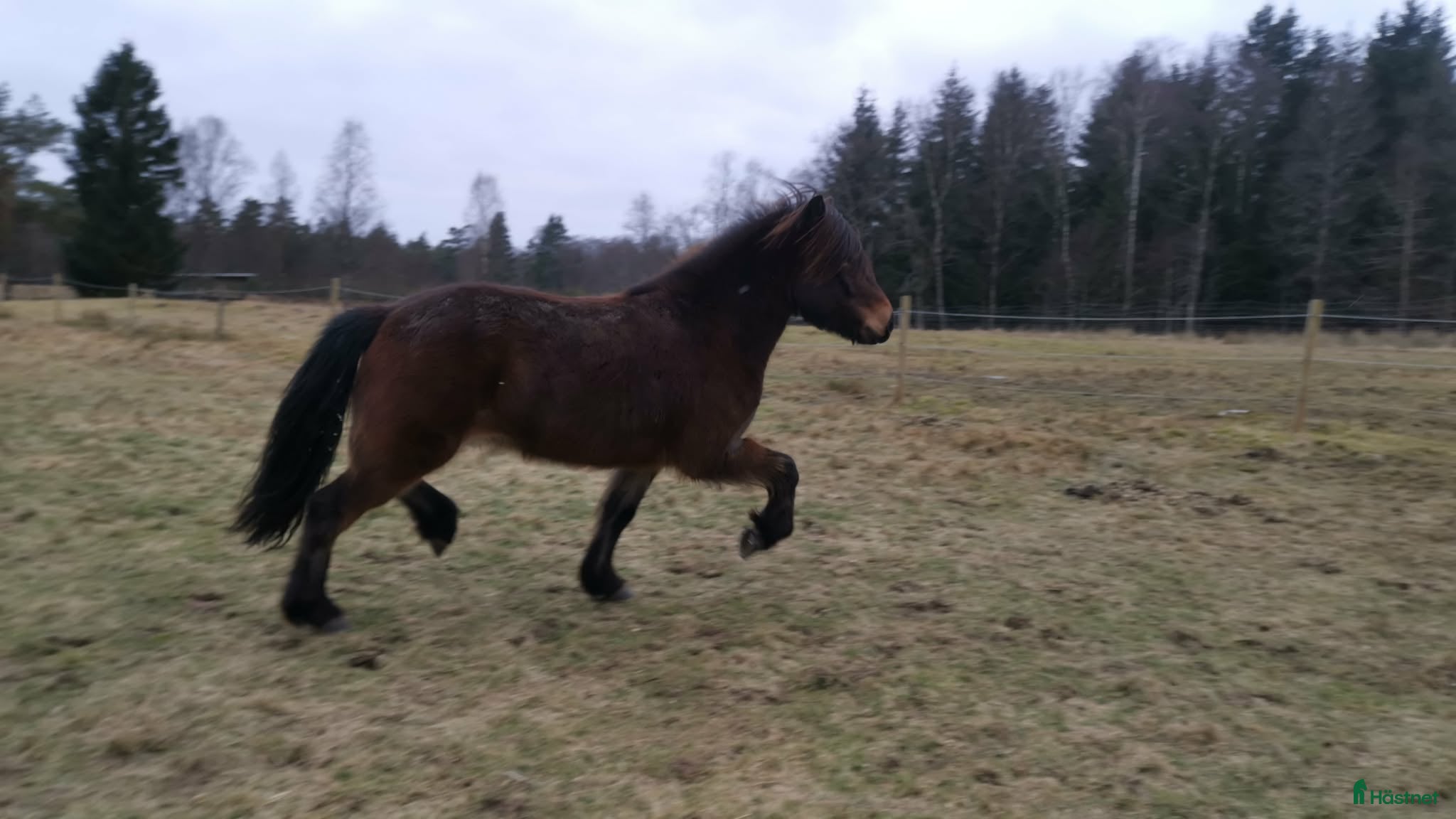  hästar 🌟Ung lovande supertalang!! - Annons 2