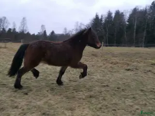 hästar 🌟Ung lovande supertalang!! - Annons 2