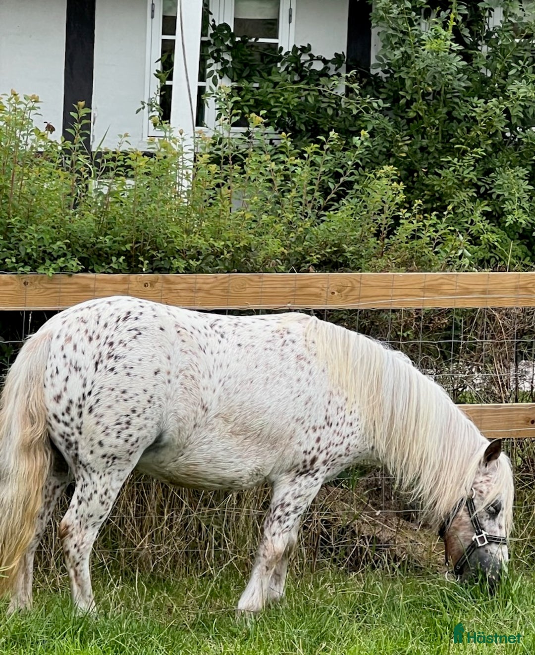Övrigt hästar till salu: Smukkeste Knapstrupper Shettis - Annons 4