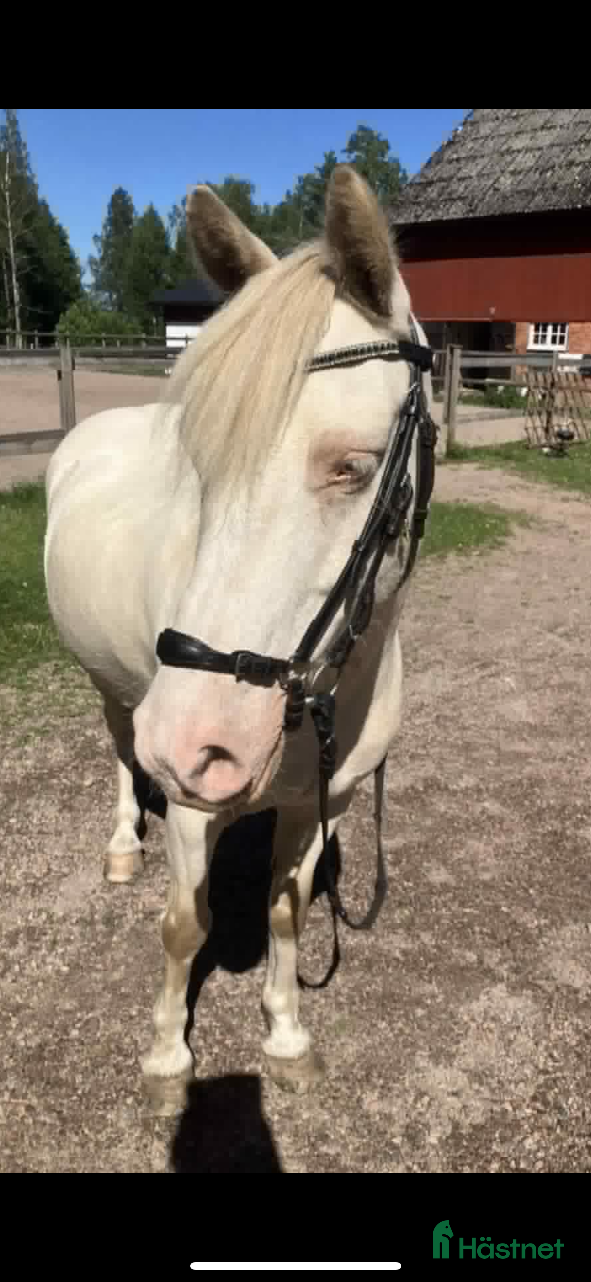  hästar Supersöt ponnykille  - Annons 1