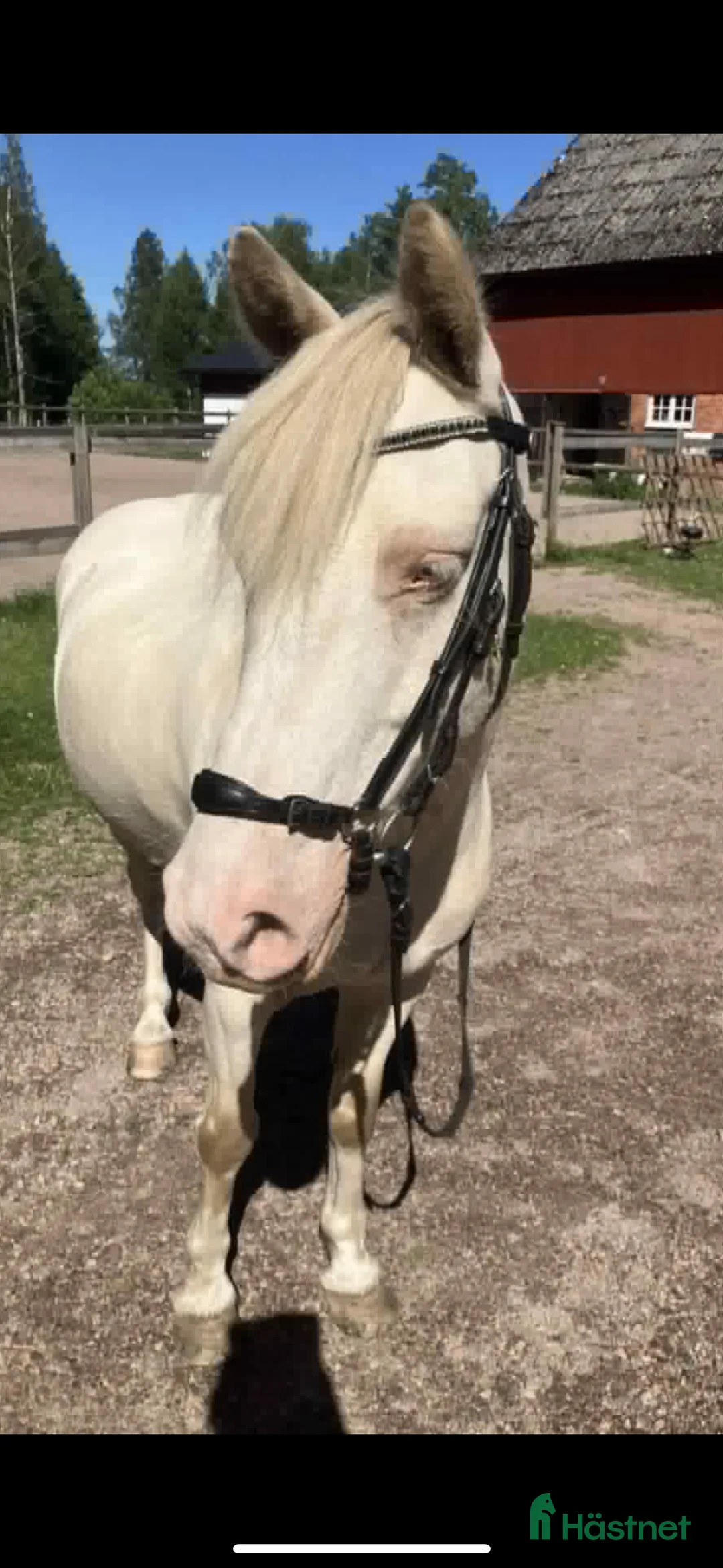 Allround hästar till salu: Supersöt ponnykille  - Annons 1