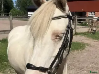 hästar Supersöt ponnykille - Annons 1